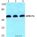 Anti-GPR176 Antibody from Bioworld Technology (BS5743) - Antibodies.com