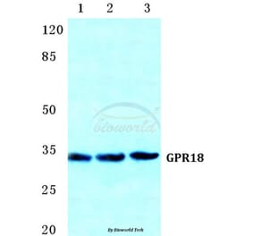 Anti-GPR18 Antibody from Bioworld Technology (BS5744) - Antibodies.com