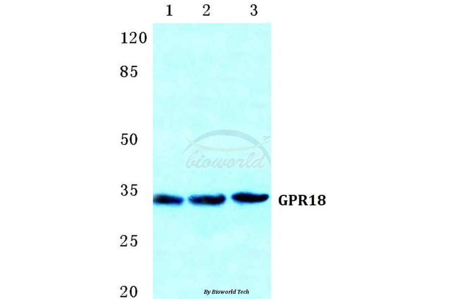 Anti-GPR18 Antibody from Bioworld Technology (BS5744) - Antibodies.com