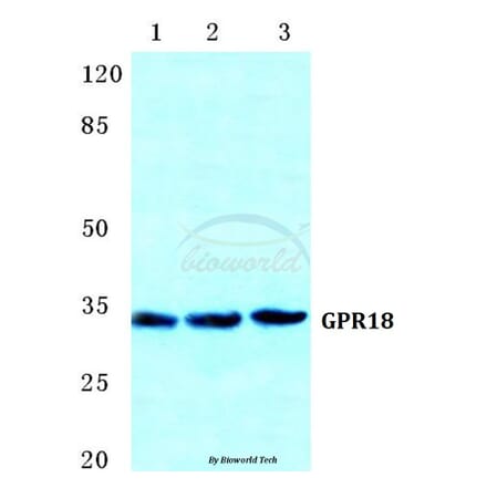 Anti-GPR18 Antibody from Bioworld Technology (BS5744) - Antibodies.com