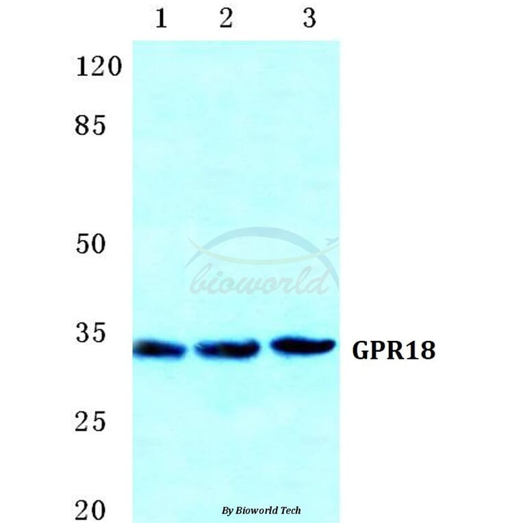 Anti-GPR18 Antibody from Bioworld Technology (BS5744) - Antibodies.com