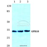 Anti-GPR18 Antibody from Bioworld Technology (BS5744) - Antibodies.com