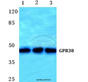 Anti-GPR38 Antibody from Bioworld Technology (BS5749) - Antibodies.com