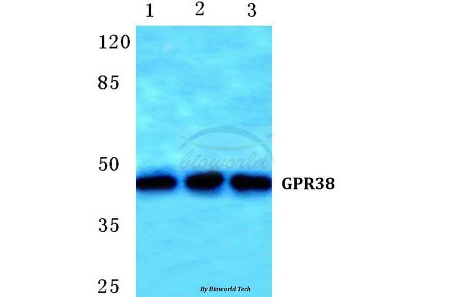 Anti-GPR38 Antibody from Bioworld Technology (BS5749) - Antibodies.com