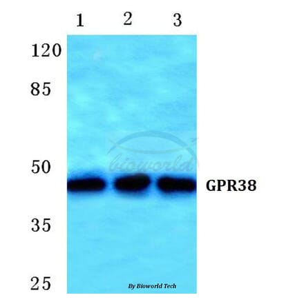 Anti-GPR38 Antibody from Bioworld Technology (BS5749) - Antibodies.com