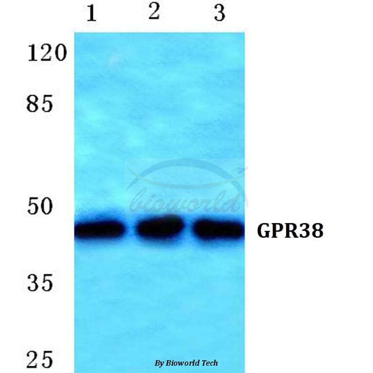 Anti-GPR38 Antibody from Bioworld Technology (BS5749) - Antibodies.com