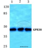 Anti-GPR38 Antibody from Bioworld Technology (BS5749) - Antibodies.com