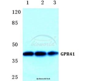 Anti-GPR41 Antibody from Bioworld Technology (BS5750) - Antibodies.com