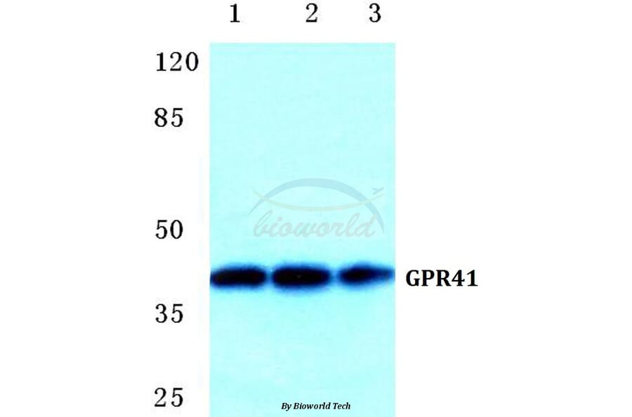 Anti-GPR41 Antibody from Bioworld Technology (BS5750) - Antibodies.com