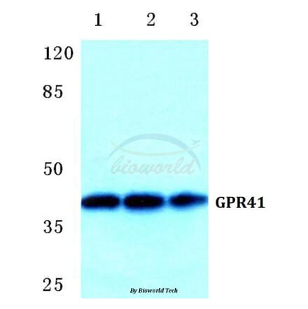 Anti-GPR41 Antibody from Bioworld Technology (BS5750) - Antibodies.com