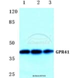 Anti-GPR41 Antibody from Bioworld Technology (BS5750) - Antibodies.com