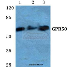 Anti-GPR50 Antibody from Bioworld Technology (BS5751) - Antibodies.com