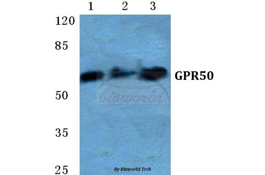 Anti-GPR50 Antibody from Bioworld Technology (BS5751) - Antibodies.com