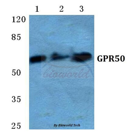 Anti-GPR50 Antibody from Bioworld Technology (BS5751) - Antibodies.com