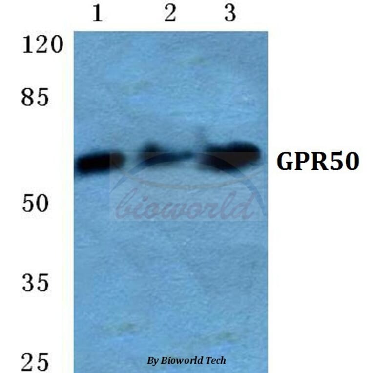 Anti-GPR50 Antibody from Bioworld Technology (BS5751) - Antibodies.com