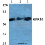 Anti-GPR50 Antibody from Bioworld Technology (BS5751) - Antibodies.com