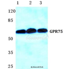 Anti-GPR75 Antibody from Bioworld Technology (BS5752) - Antibodies.com
