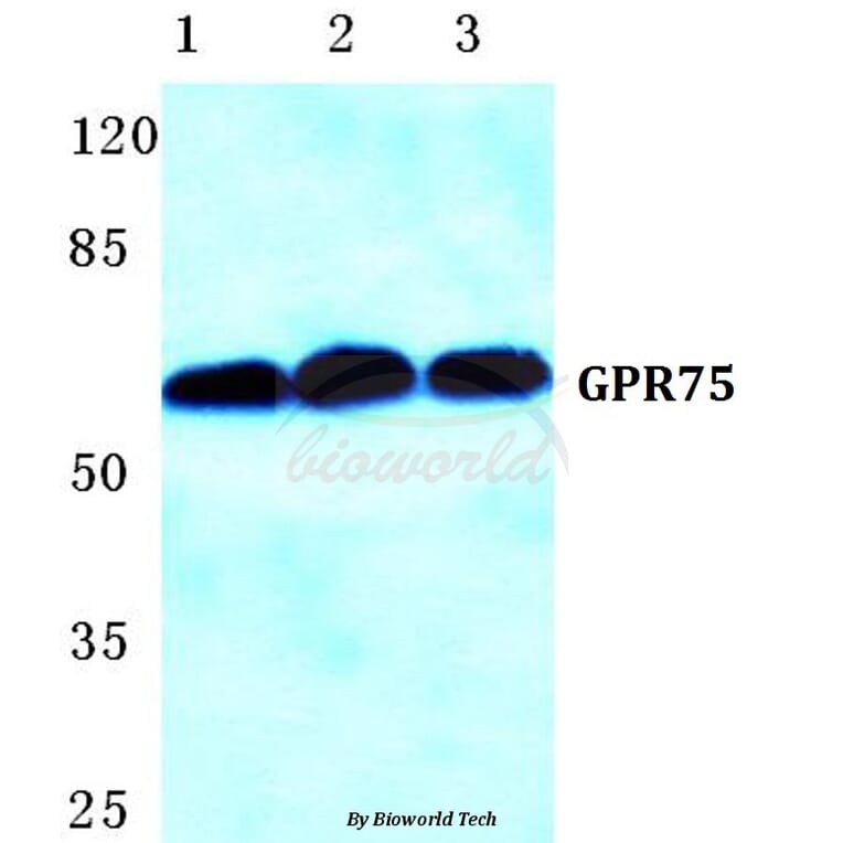 Anti-GPR75 Antibody from Bioworld Technology (BS5752) - Antibodies.com