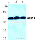Anti-GPR75 Antibody from Bioworld Technology (BS5752) - Antibodies.com