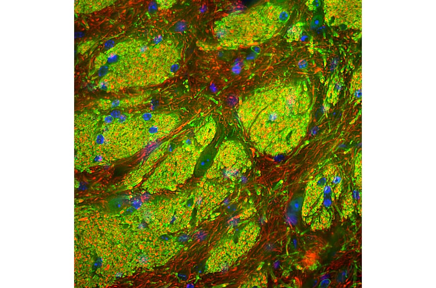 Immunofluorescence - Anti-CNPase Antibody (A270543) - Antibodies.com