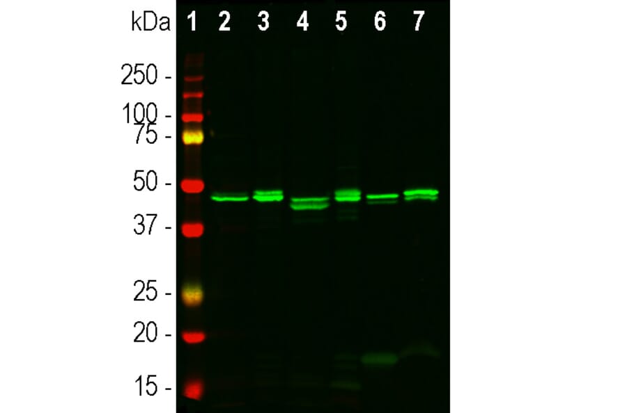 Western Blot - Anti-CNPase Antibody (A270543) - Antibodies.com