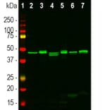 Western Blot - Anti-CNPase Antibody (A270543) - Antibodies.com