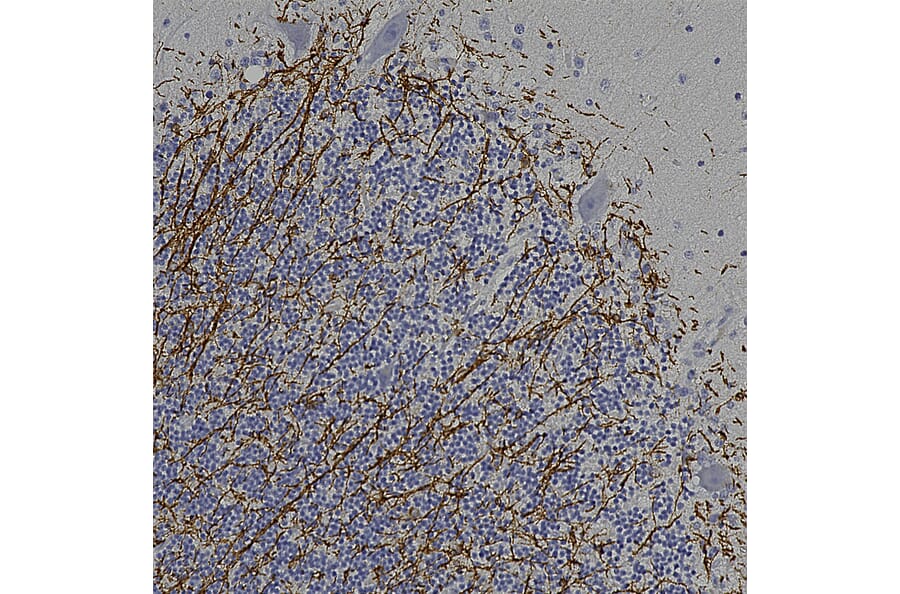 Immunohistochemistry - Anti-CNPase Antibody (A270543) - Antibodies.com