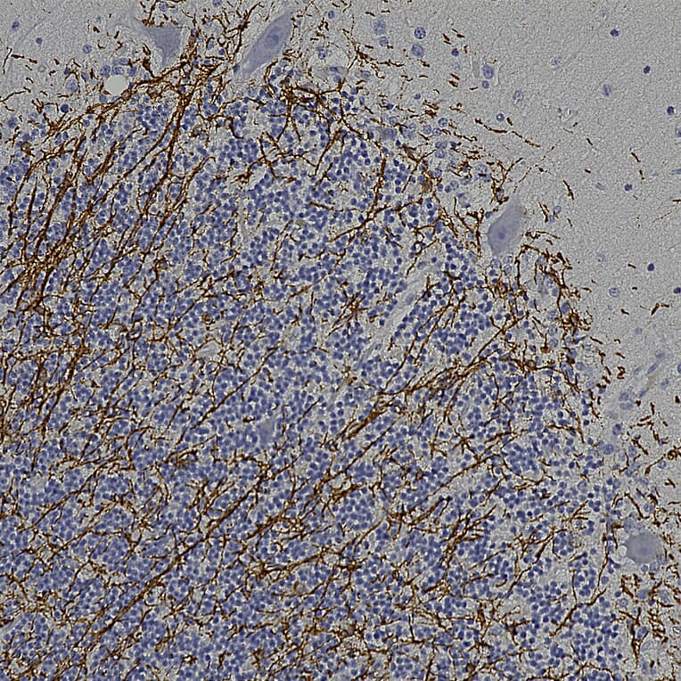 Immunohistochemistry - Anti-CNPase Antibody (A270543) - Antibodies.com