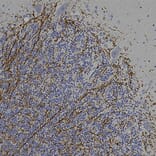 Immunohistochemistry - Anti-CNPase Antibody (A270543) - Antibodies.com