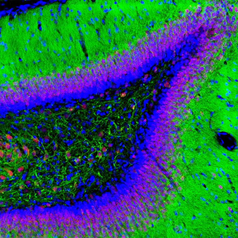 Immunofluorescence - Anti-NeuN Antibody (A270544) - Antibodies.com