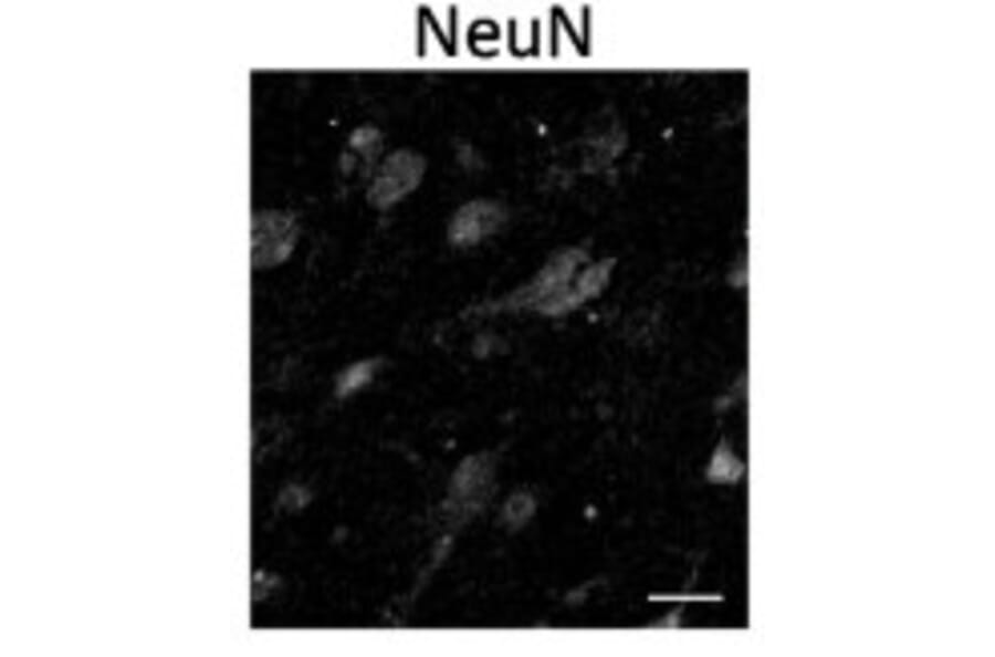 Immunofluorescence - Anti-NeuN Antibody - Antibodies.com