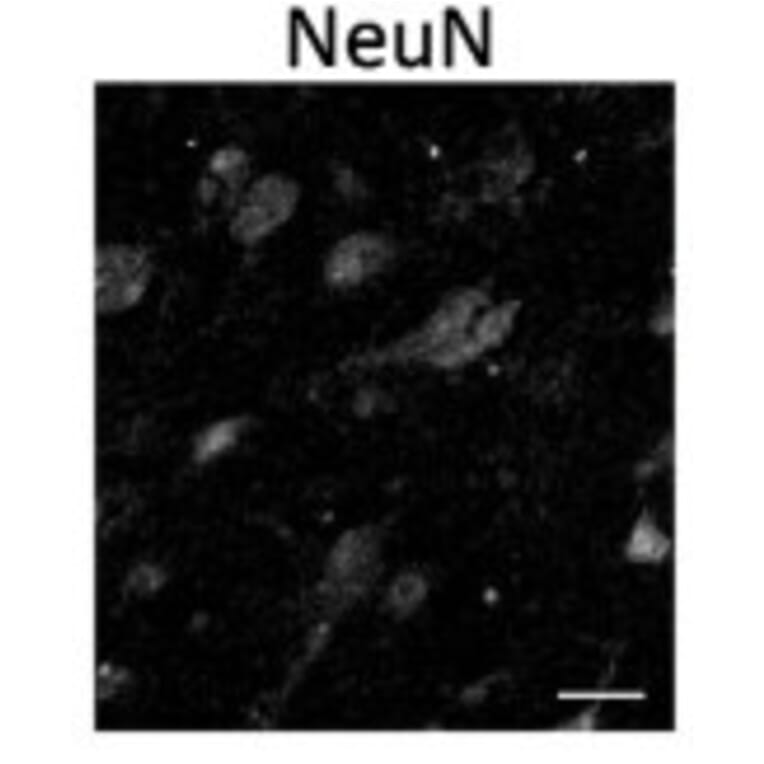 Immunofluorescence - Anti-NeuN Antibody - Antibodies.com