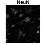 Immunofluorescence - Anti-NeuN Antibody - Antibodies.com