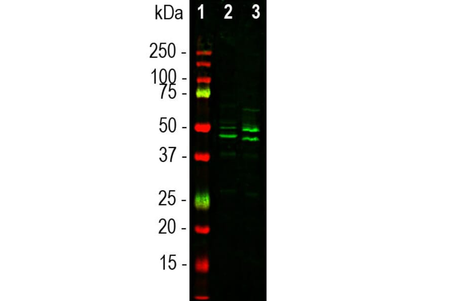 Western Blot - Anti-NeuN Antibody (A270544) - Antibodies.com