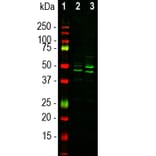 Western Blot - Anti-NeuN Antibody (A270544) - Antibodies.com