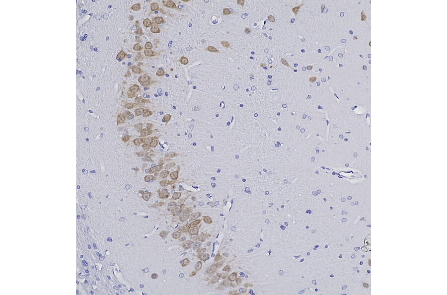 Immunohistochemistry - Anti-NeuN Antibody (A270544) - Antibodies.com