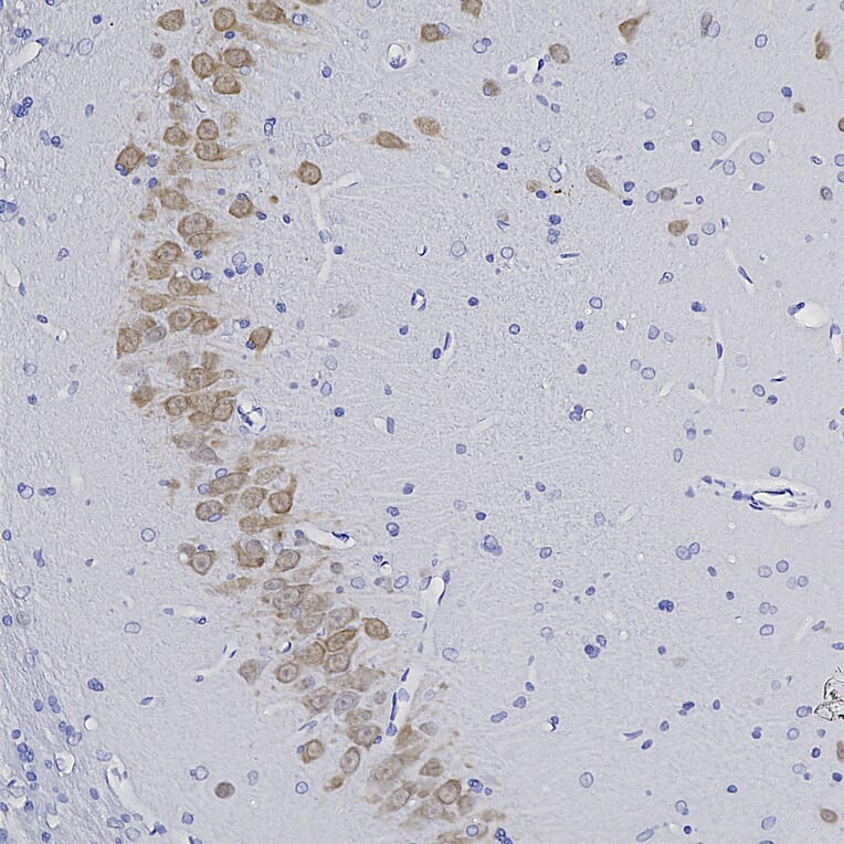 Immunohistochemistry - Anti-NeuN Antibody (A270544) - Antibodies.com