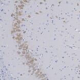 Immunohistochemistry - Anti-NeuN Antibody (A270544) - Antibodies.com