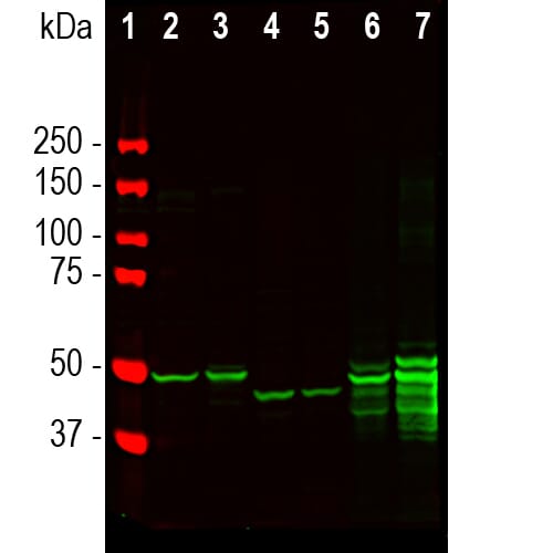 Western blot analysis of brain lysates from different species using Anti-GFAP Antibody (A270545), at a dilution of 1:5,000, in green. The lanes contain samples of: <b>[1]</b> Protein standards, in red, <b>[2]</b> rat cortex, <b>[3]</b> rat cerebellum, <b>[4]</b> mouse cortex, <b>[5]</b> mouse cerebellum, <b>[6]</b> cow cortex, and <b>[7]</b> cow cerebellum. The strong band at about 50 kDa corresponds to GFAP protein. Smaller proteolytic fragments of GFAP are also detected on the blot.