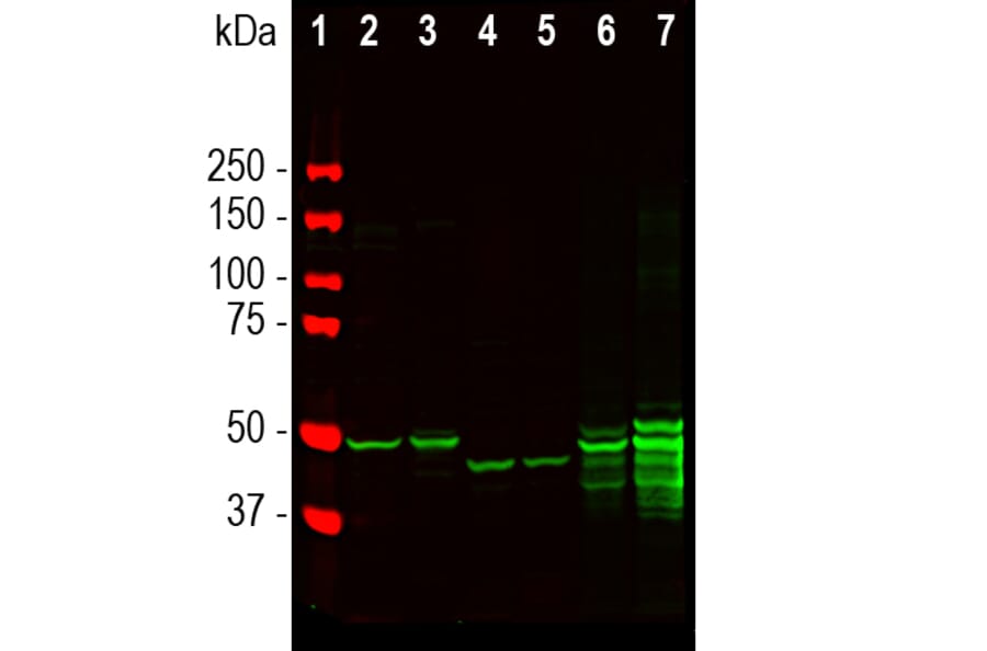 Western Blot - Anti-GFAP Antibody (A270545) - Antibodies.com