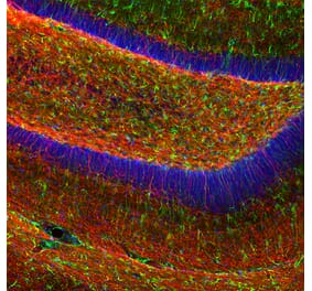 Immunofluorescence - Anti-Myelin Basic Protein Antibody (A270546) - Antibodies.com