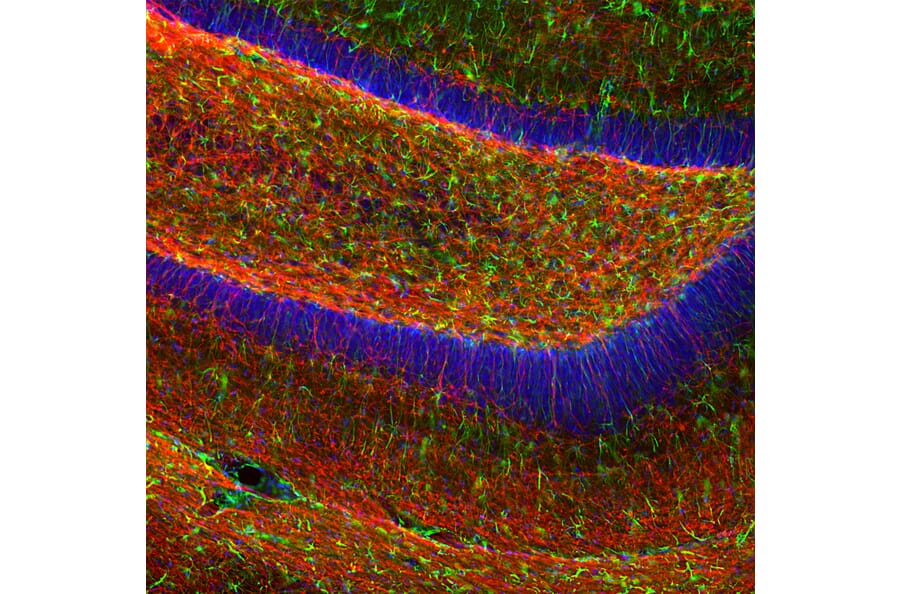 Immunofluorescence - Anti-Myelin Basic Protein Antibody (A270546) - Antibodies.com