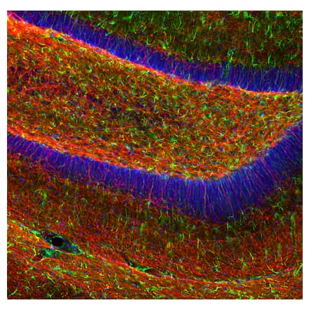 Immunofluorescence - Anti-Myelin Basic Protein Antibody (A270546) - Antibodies.com