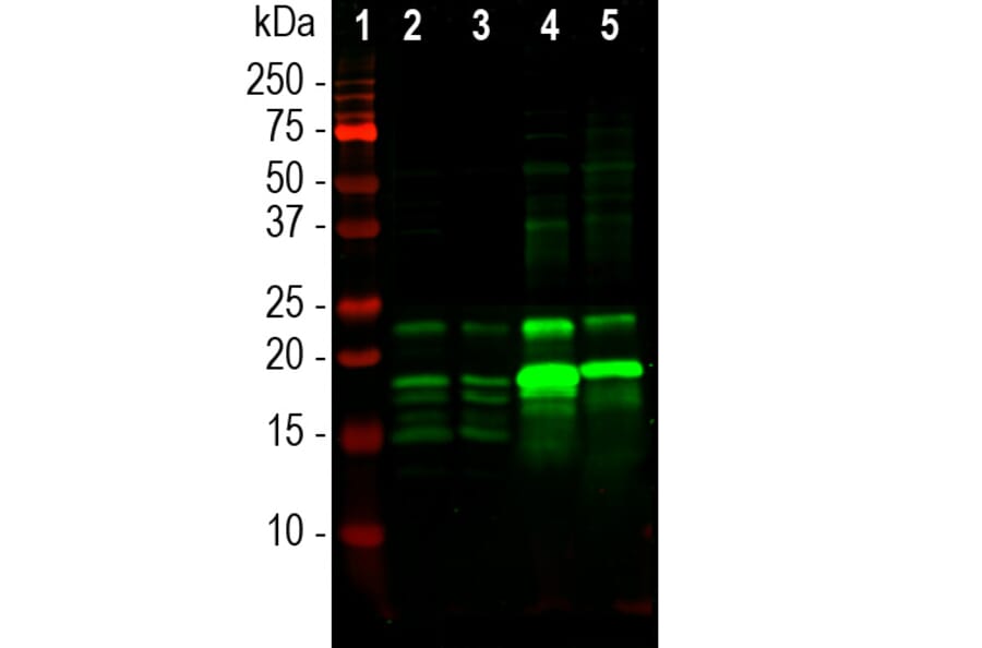 Western Blot - Anti-Myelin Basic Protein Antibody (A270546) - Antibodies.com