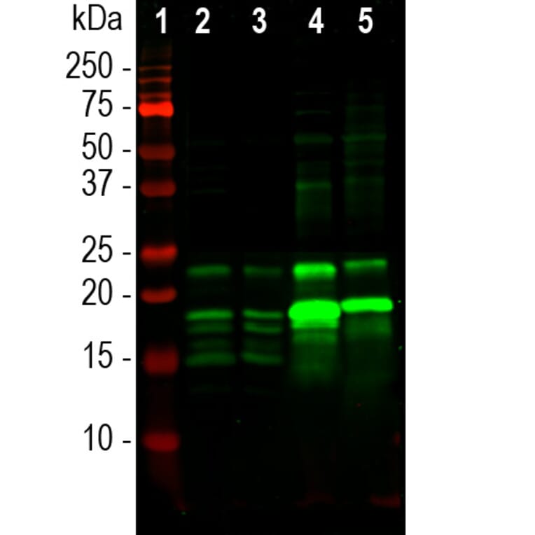 Western Blot - Anti-Myelin Basic Protein Antibody (A270546) - Antibodies.com
