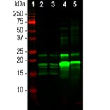 Western Blot - Anti-Myelin Basic Protein Antibody (A270546) - Antibodies.com