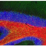 Immunofluorescence - Anti-Myelin Basic Protein Antibody (A270546) - Antibodies.com