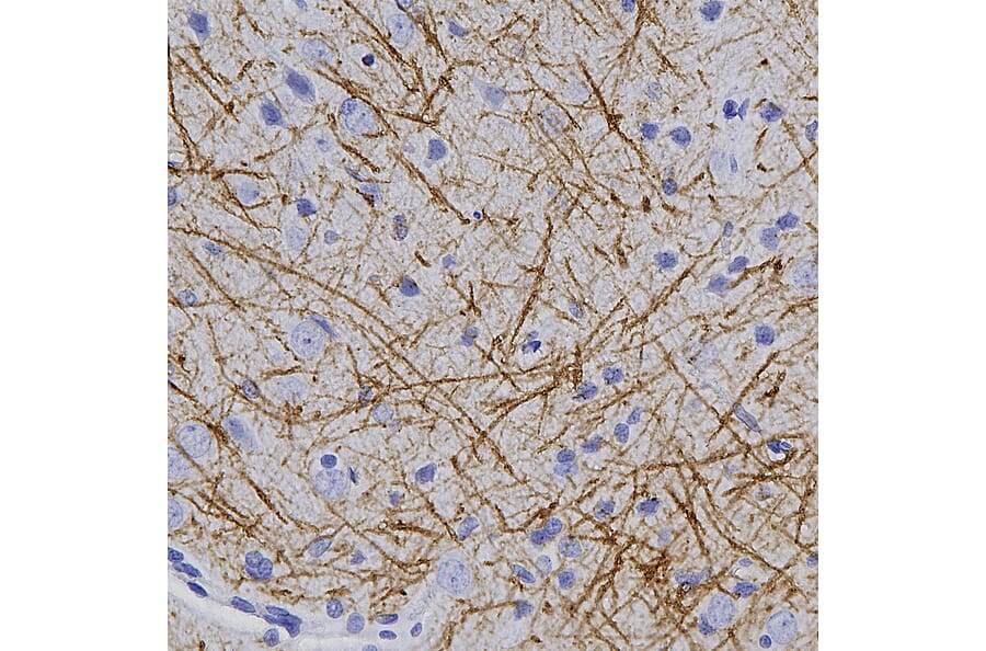 Immunohistochemistry - Anti-Myelin Basic Protein Antibody (A270546) - Antibodies.com