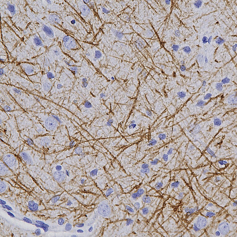 Immunohistochemistry - Anti-Myelin Basic Protein Antibody (A270546) - Antibodies.com