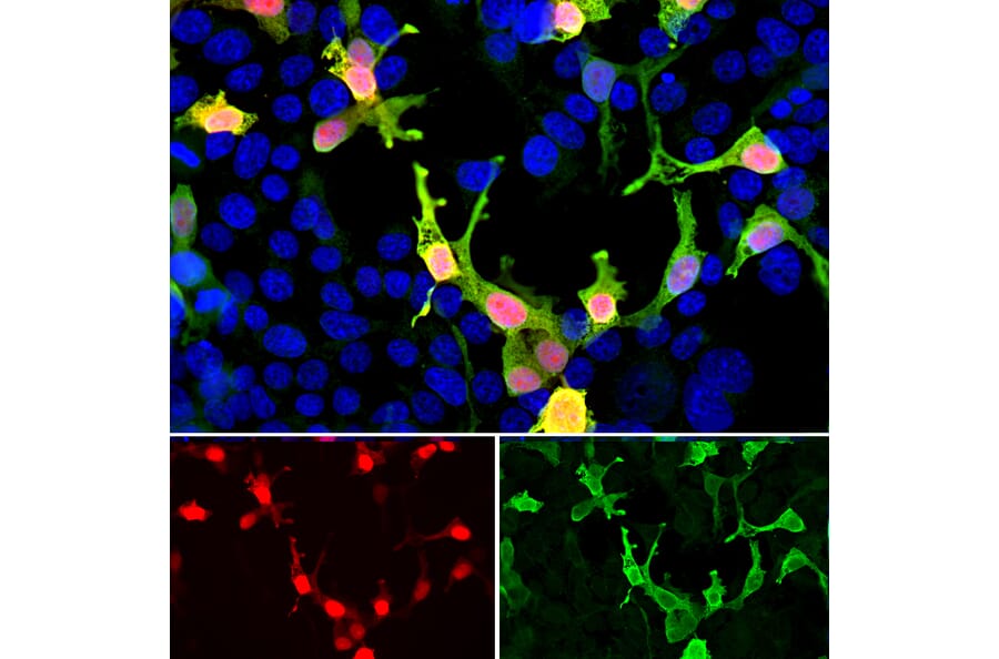 Immunofluorescence - Anti-mCherry Antibody (A270547) - Antibodies.com